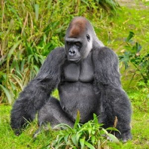 6119044-gorilla-staring