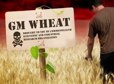 GM-Wheat-Field