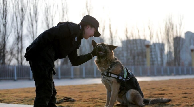 Kína első klónozott kutyája rendőri szolgálatra jelentkezett